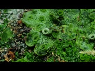 Time lapse of liverwort moss growing from blended up moss