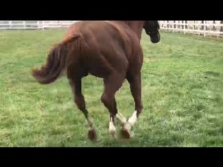 California chrome на ферме haras sumaya