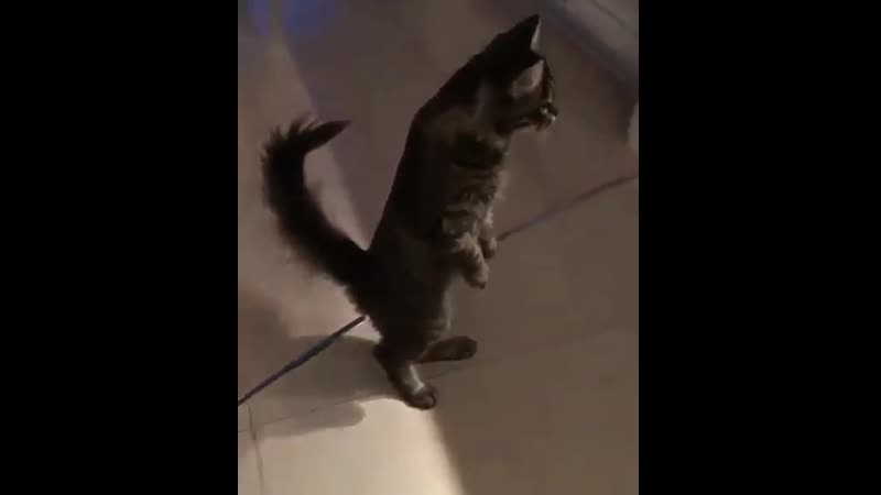 Ой, а куда вы засунули птичку