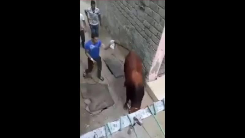 Не стоило злить бычка