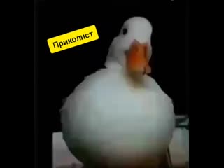 Друзья не бросят