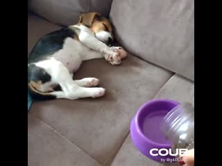 Food is motivating puppy wakes up for food