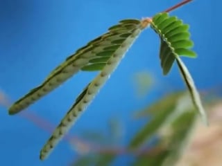 Мимоза стыдливая