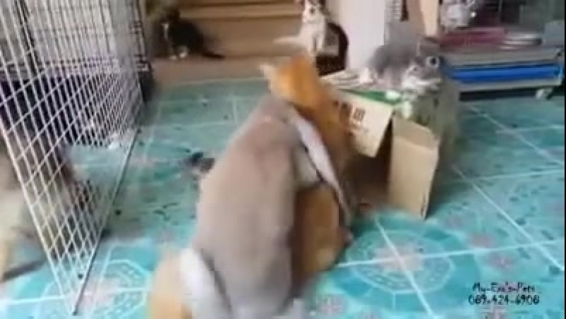 Кот его просто подвезти хотел, а "пассажир" его трахнул бля, полчаса ржал, потомеще день отойти не and cat