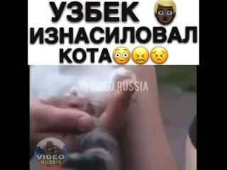 Узбек молодые котёнка