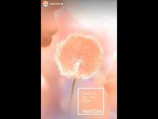 🍑институт цвета pantone назвал главным цветом 2024 года персиковый 13 1023 peach fuzz "персиковый пушок"