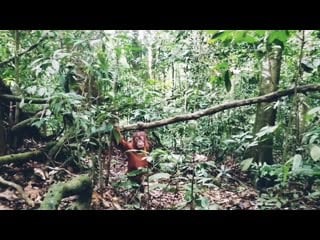 Orangutan in bukit lawang, indonesia