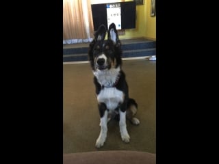 •border collie enjoy & flex• live