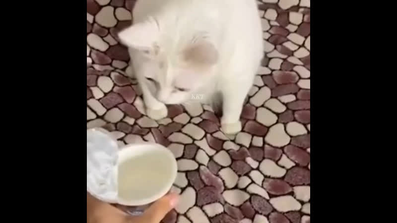 Ратце про диету