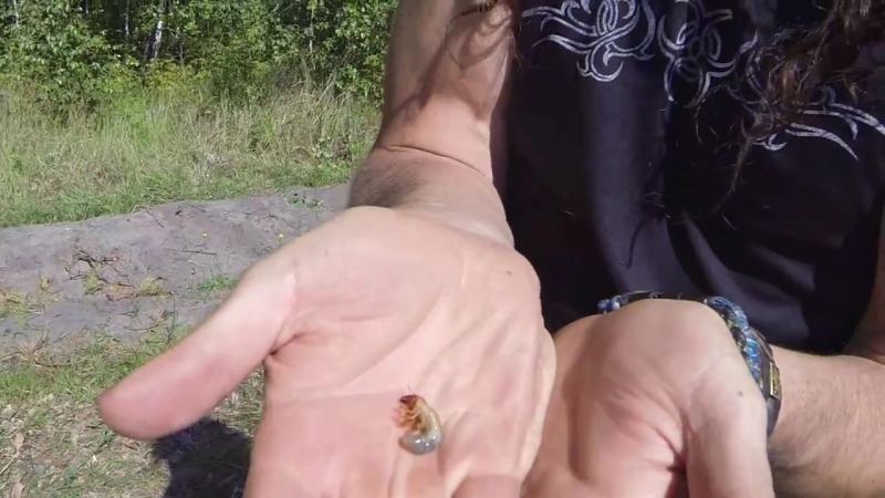 Подножный корм личинки майского жука