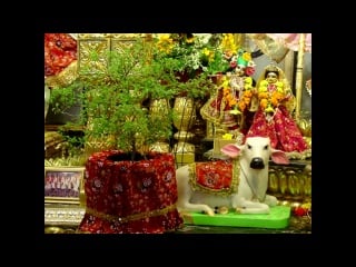 Туласи пуджа ~ поклонение шримати туласи деви ~ tulasi puja ~ worshiping of srimati tulasi devi