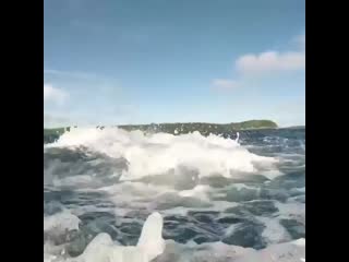 A tail slap from a humpback whale