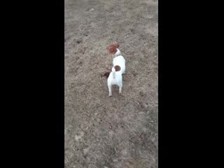 Video 20190406 190718 mp4