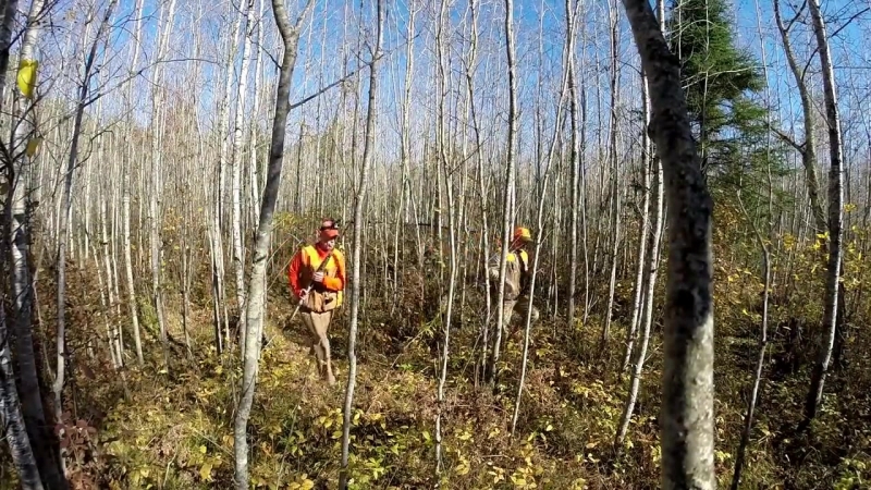 Northwoods woodcock hunting