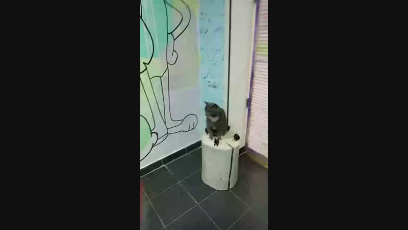 Новые котики и как привить привычки😻