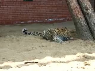 Молодая самочка леопарда