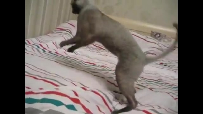 Котяра