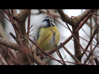 Лазореа, синяя синица blue tit blaumeise parus caeruleus singing