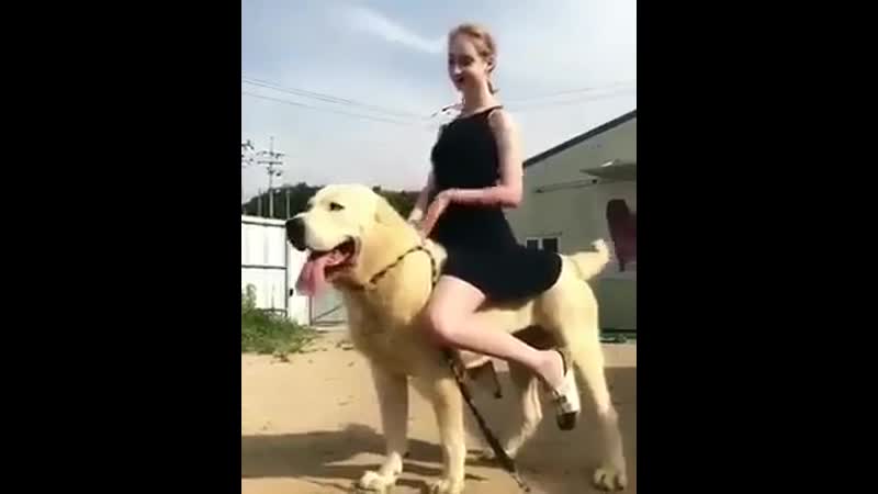 Девушка села на собаку. Девушка верхом на собаке. Riding Dog.