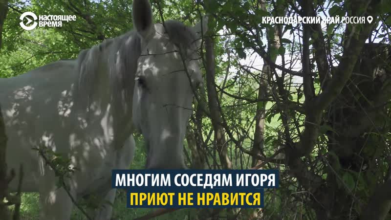 Как житель краснодарского края спасает “ненужных” лошадей