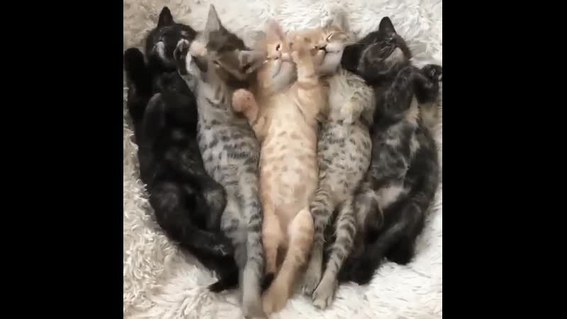 Сонная пятёрка)