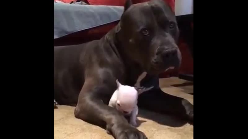 Большой молодые надежно защищает крошечного бульдога