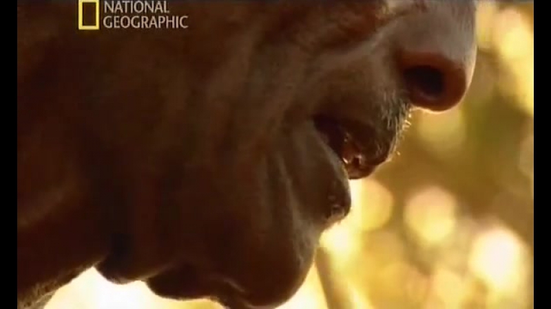 Жизнь племен 5 рендилле церемонии новой луны ⁄⁄ national geographic, 2007