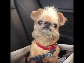 Бородатый хипстер