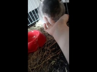 Мой шуша любит когда ему гладят шейку