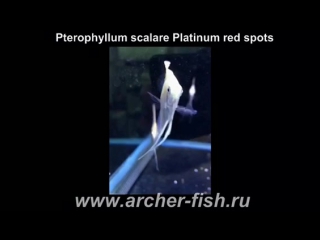 Pterophyllum scflare platinum red spots