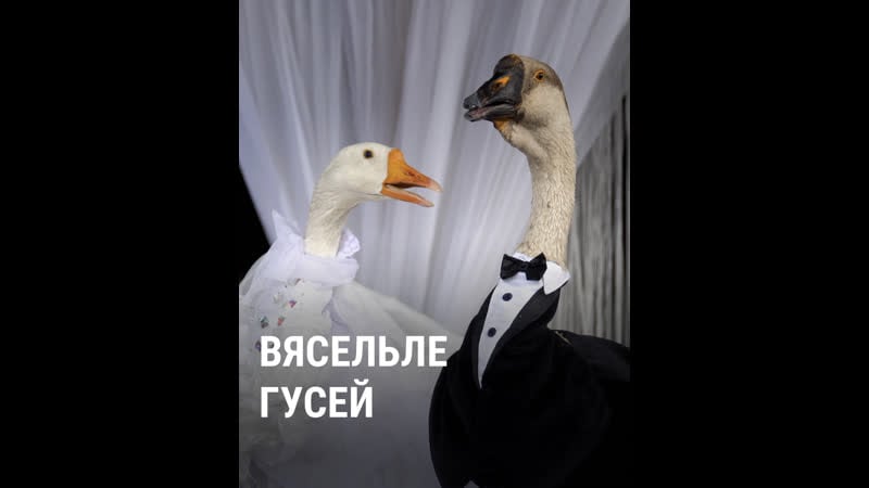 Як у менску пажанілі гусей