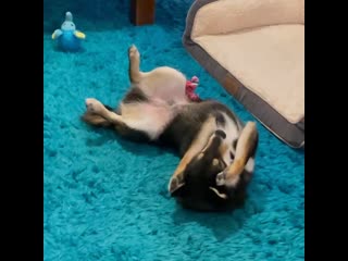 Звони своим шлюхам