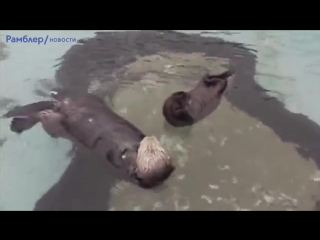 Выдры принимают ванну