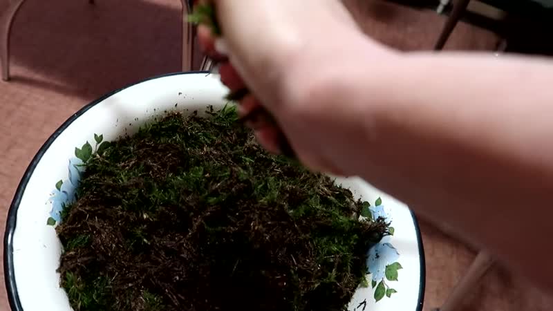 [jesslife pets] улетаем на кубу! кто с молодые? у улиток яйца😱 мы кого то завели😃