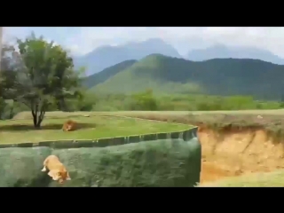 Tourists scream as lion leaps at them with no fence