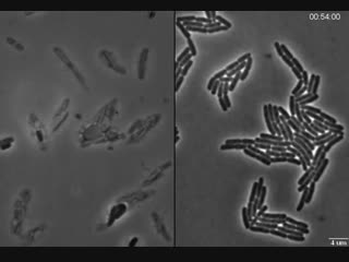 Exploding bacteria with penicillin