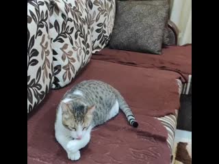 Megha ray 20200625 211539 0 mp4