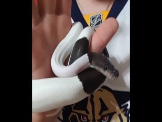 Питон панда