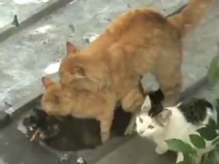 Cat Порно Видео | lavandasport.ru