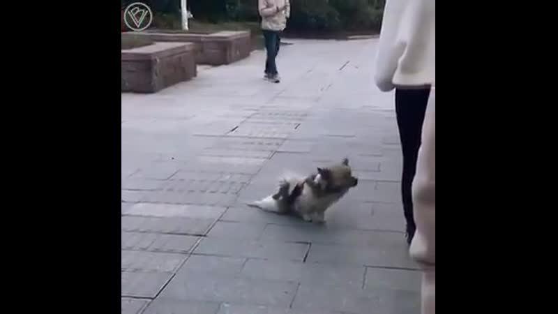 Молодые ползет без задних лап попрошайка сами мы не местные прикольное видео супер юмор секс ржака развод ужас шок юмор 18+