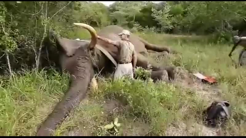 Храп слона как выхлоп amg