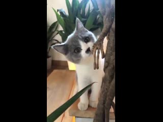 Kun weibo with weiwei