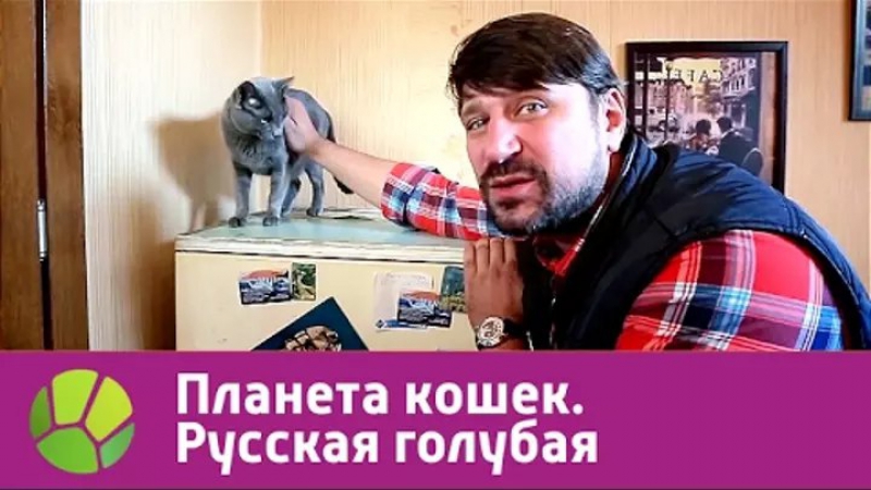 Кошек porn video – Русская голубая планета кошек живая планета