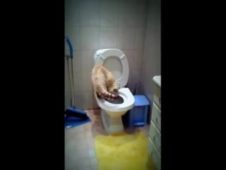 Очень воспитанный кот cat flushing toilet