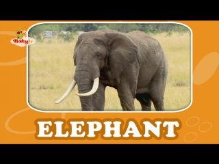 Elephant learning porn sounds and names for sex toddlers babytv