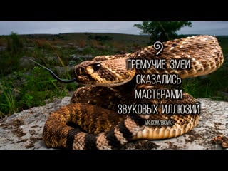 This rattlesnake gets fooled by an optical illusion