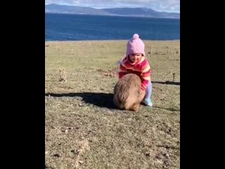 This little cutie had a blast with a friendly wombat 😍