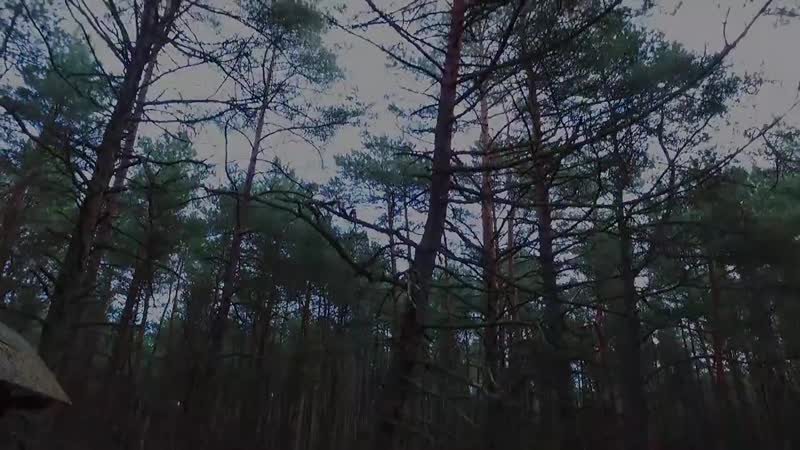 Танцующий лес на куршской косе