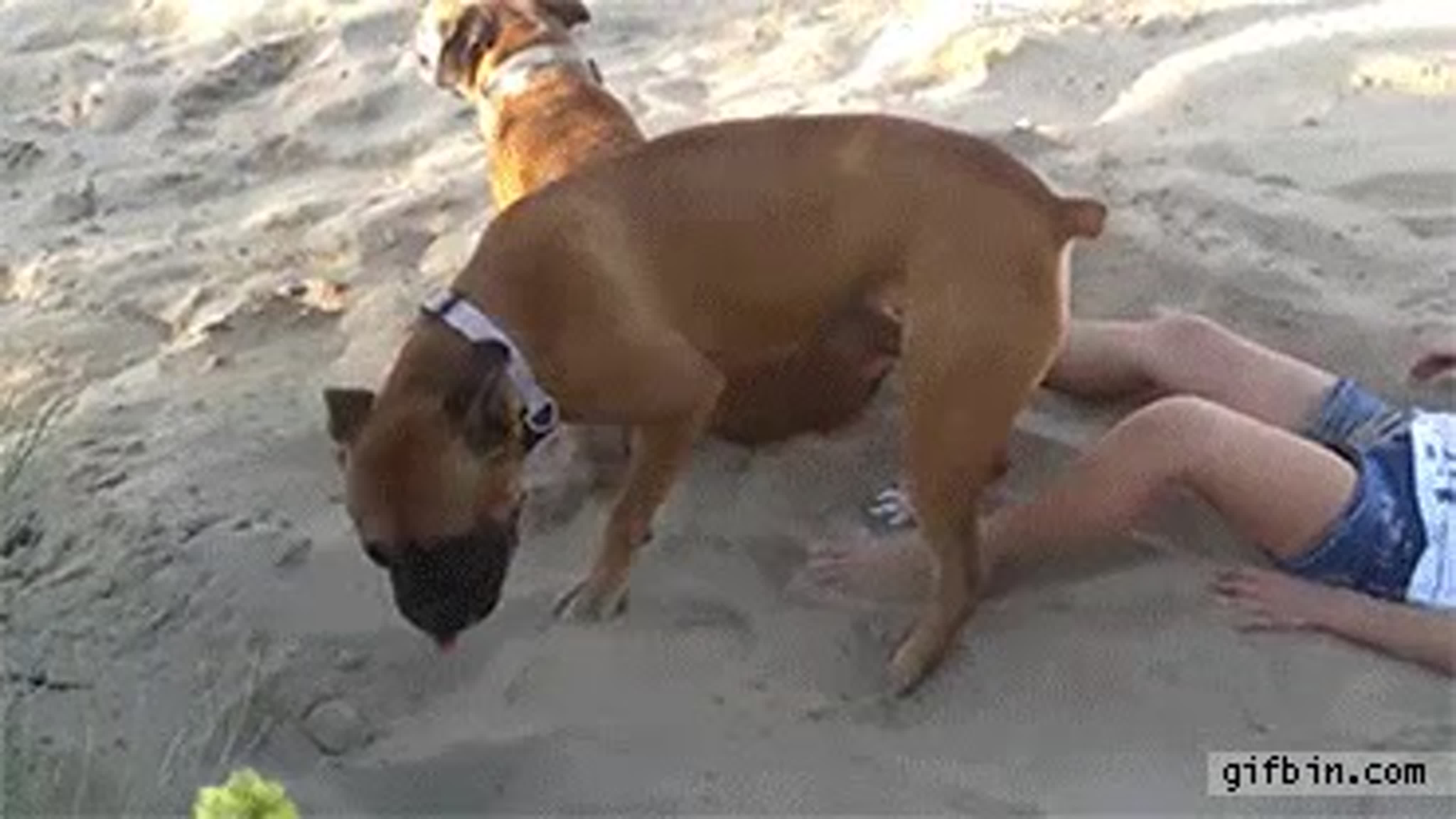 Dog gets revenge on girl