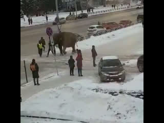 Слоны сбежали из цирка в екатеринбурге ради сугробов